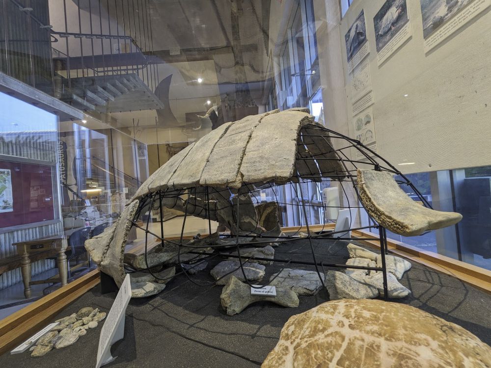 A gigantic shell of a three million year old tortoise from on display in a glass cabinet. The middle and front of the shell are preserved well, but the sides of the shell are gone.