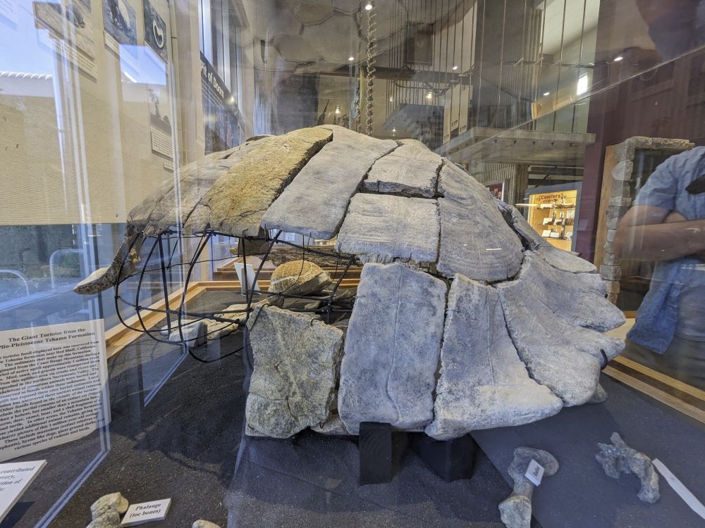 A gigantic shell of a three million year old tortoise from on display in a glass cabinet. The middle and front of the shell are preserved well, but the sides of the shell are gone.