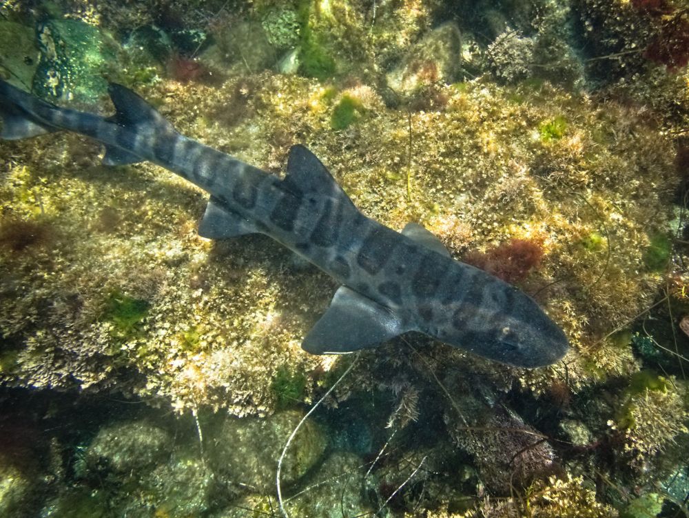 A tiny little leopard shark in about three feet of water. It's swimming to the right; it is dark gray, with beautiful rounded bar-shaped stripes separated by smaller spots. It's quite long and skinny, and its head is still proportionally huge.