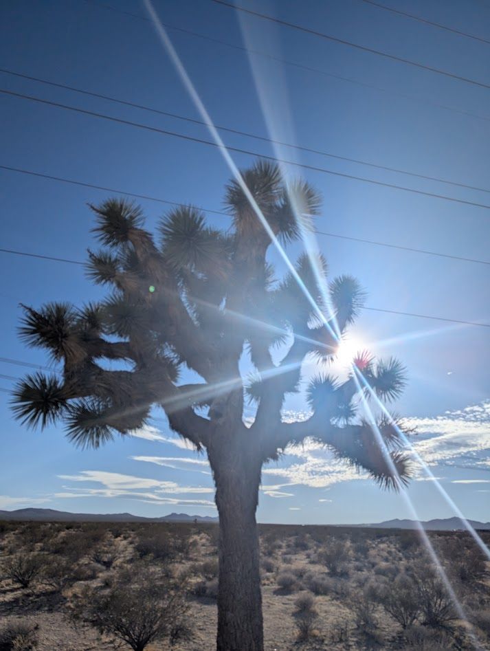 A Joshua tree with the sun behind it, with many rays of light emanating from the tree; the Mojave desert sprawls behind the bizarre plant, a mass of thick, branching trunks each with a surprisingly small set of spiny palm-like leaves at the end.