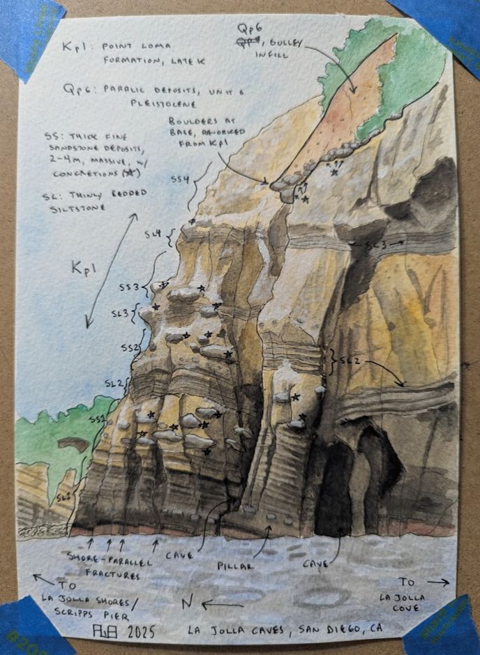Watercolor and ink sketch of a cliff done from the perspective of a geologist. The cliff is slanted at the bottom and curves into a bluff at the tip; there are several layers, dipping to the right (south) consisting of thinly bedded siltstone, separated by massively bedded tan sandstone bearing large, 1-2 meter wide concretions. There are many joints and fractures expanded into seacaves.