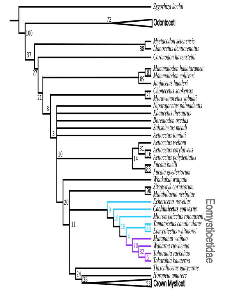 Cladogram or evolutionary tree for the study, showing eomysticetid whales, including Cochimicetus, as a single clade. toothed baleen whales are positioned further down the tree, along with dolphins and an archaeocete.