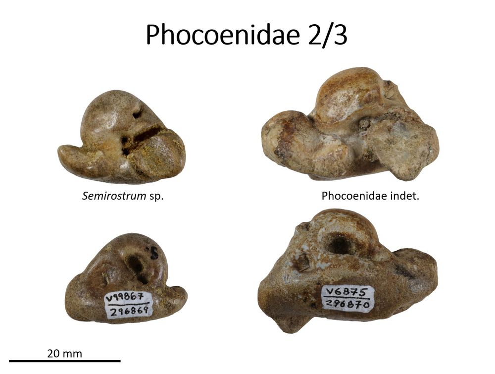 The periotics or inner ear bones of phocoenid porpoises. The bone looks like it has three lobes, the anterior process, posterior process, and the dome-like pars cochlearis, and perforated by a number of foramina.  They are about 2-3 cm long.