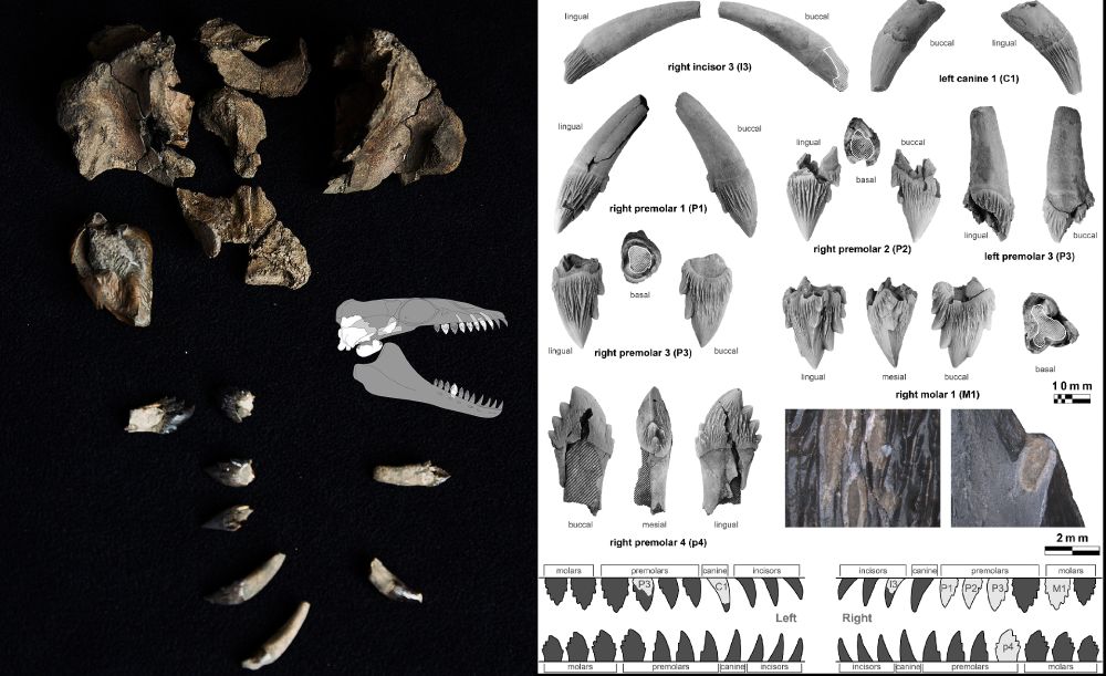 The skull fragments and teeth of Janjucetus dullardi.