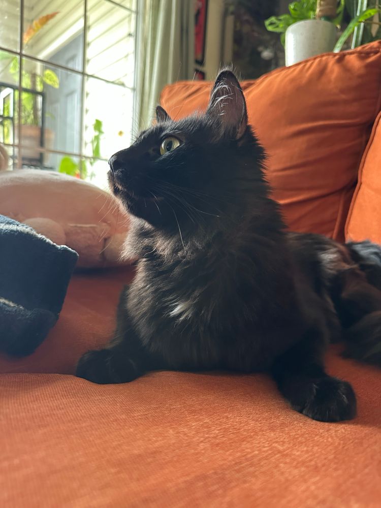 A little black cat sitting on an orange couch. He’s got a curious expression