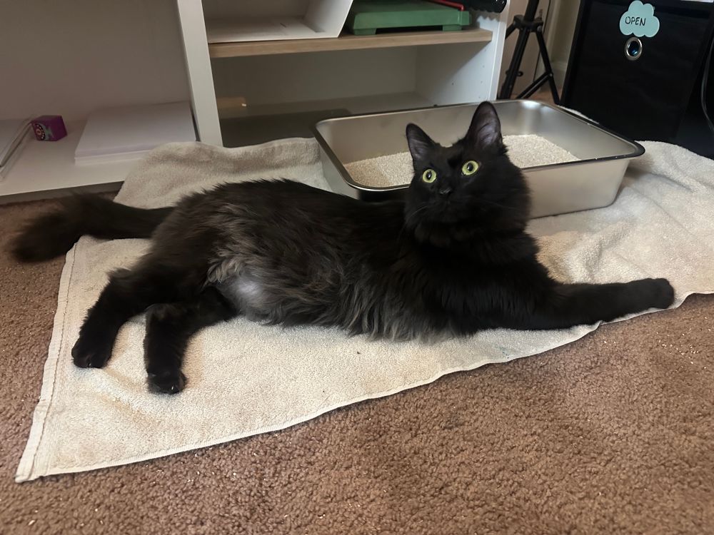 A little black cat with a grey tummy laying down in front of his litter box. He’s got big round eyes and medium/ long hair 