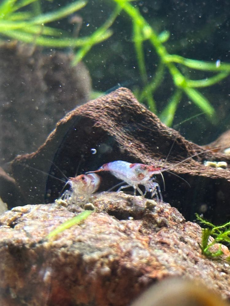 Close up photo of white and orange marked neocaradina shrimp in a tank 
