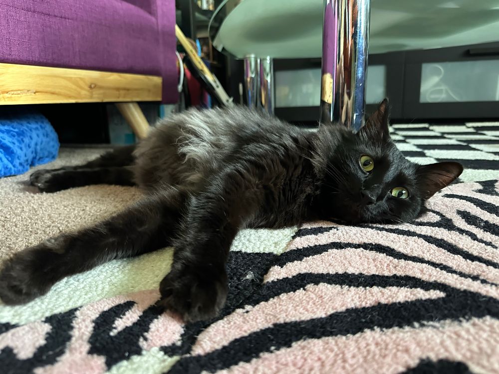 A little black cat flopped over on a striped carpet. He looks relaxed 