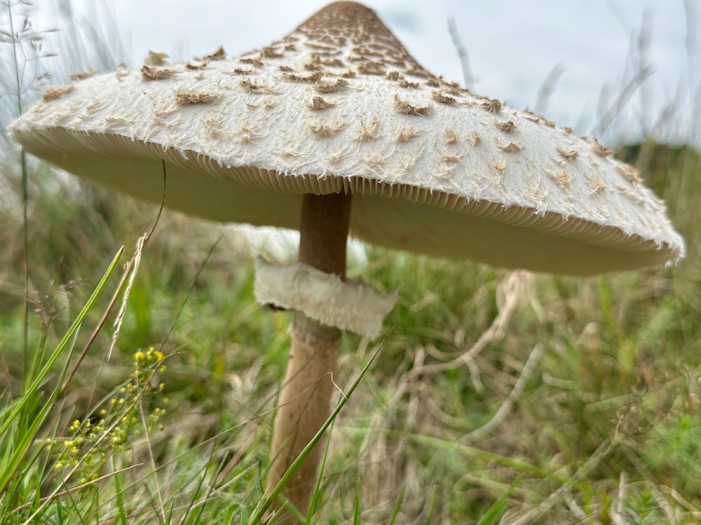 The open parasol-shaped top is high on the stipe or stem above a loose ring.