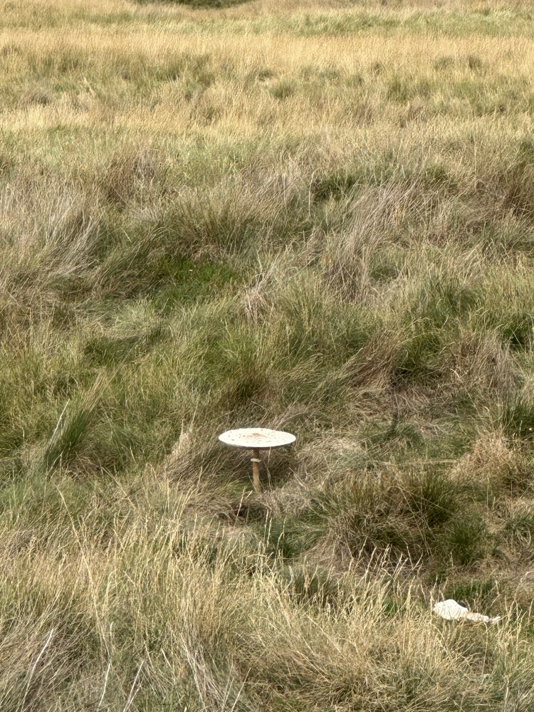 A larger, mature specimen within the restricted archaeological area so photographed at a distance. Probably 10” or 25cm diameter.