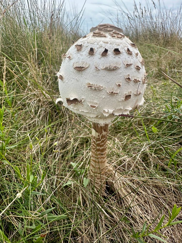 A closed-cap, immature fruiting body approximately 15cm or 6” tall. Ball-like with dark flakes on the upper surface. Scales growths on the stipe or stem