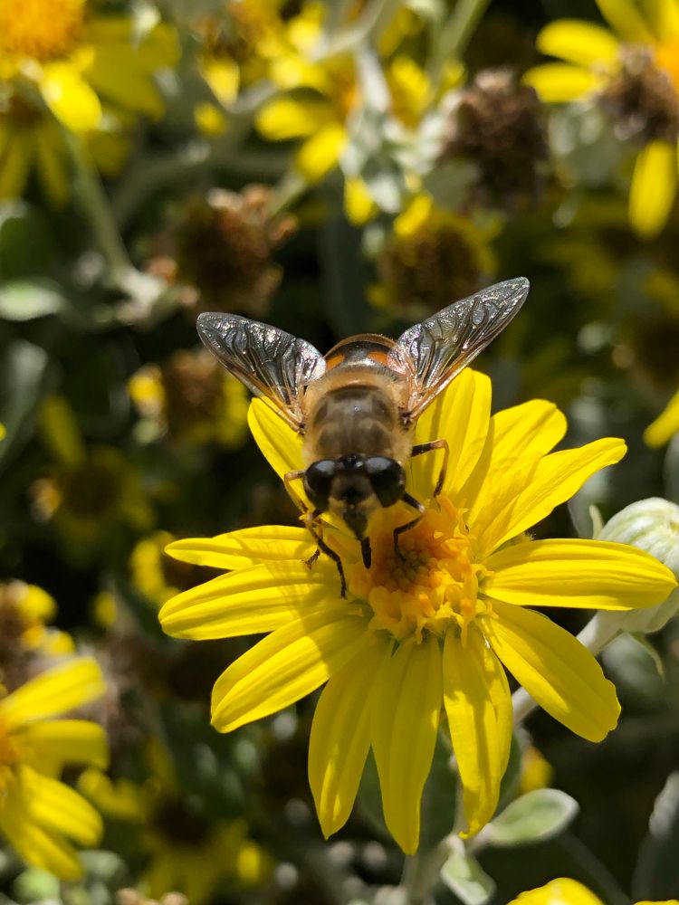 A fly sits on a yellow flower in the sunshine.