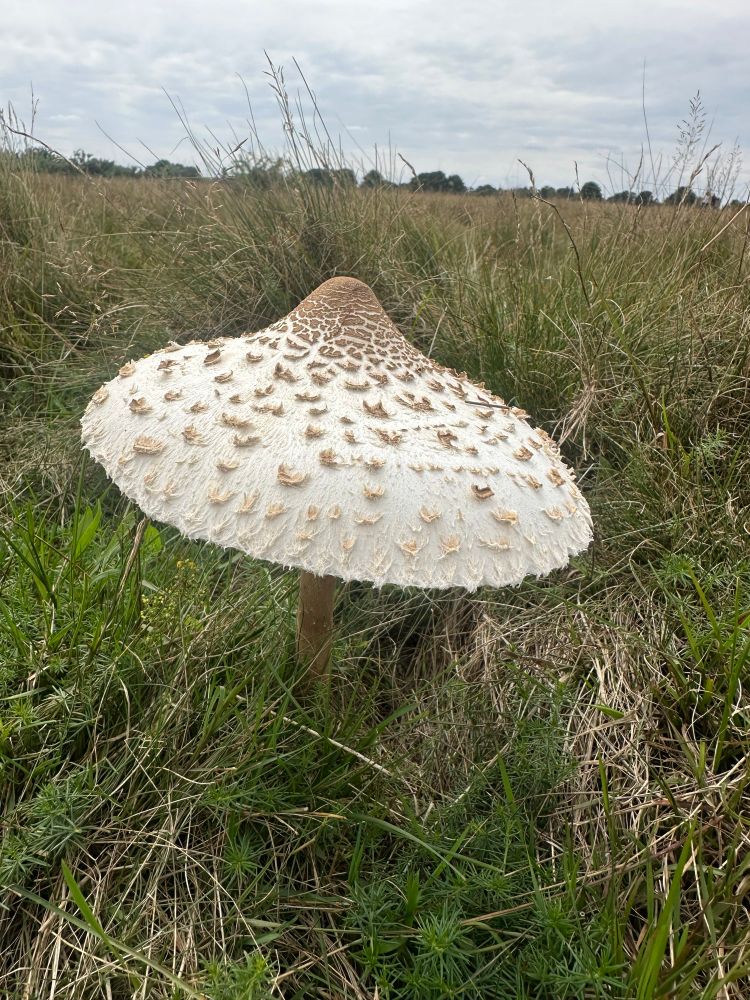 In this specimen the opened cap is clearly patterned with darker flakes and is approximately 6” or 15cm in diameter.