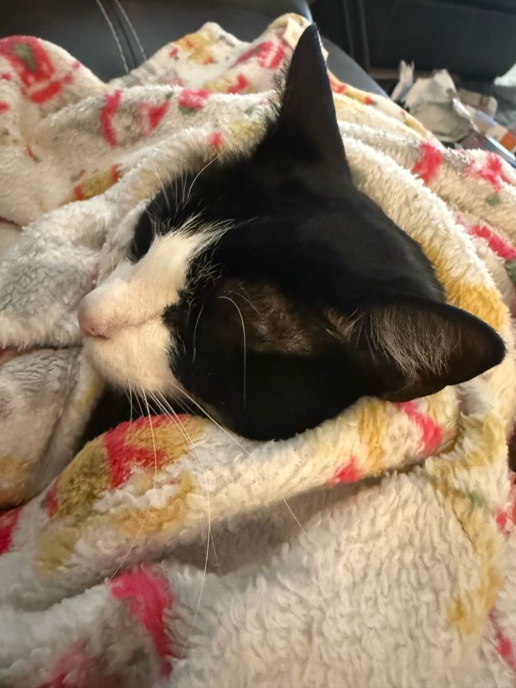 Cat wrapped up in a blanket with only his head showing