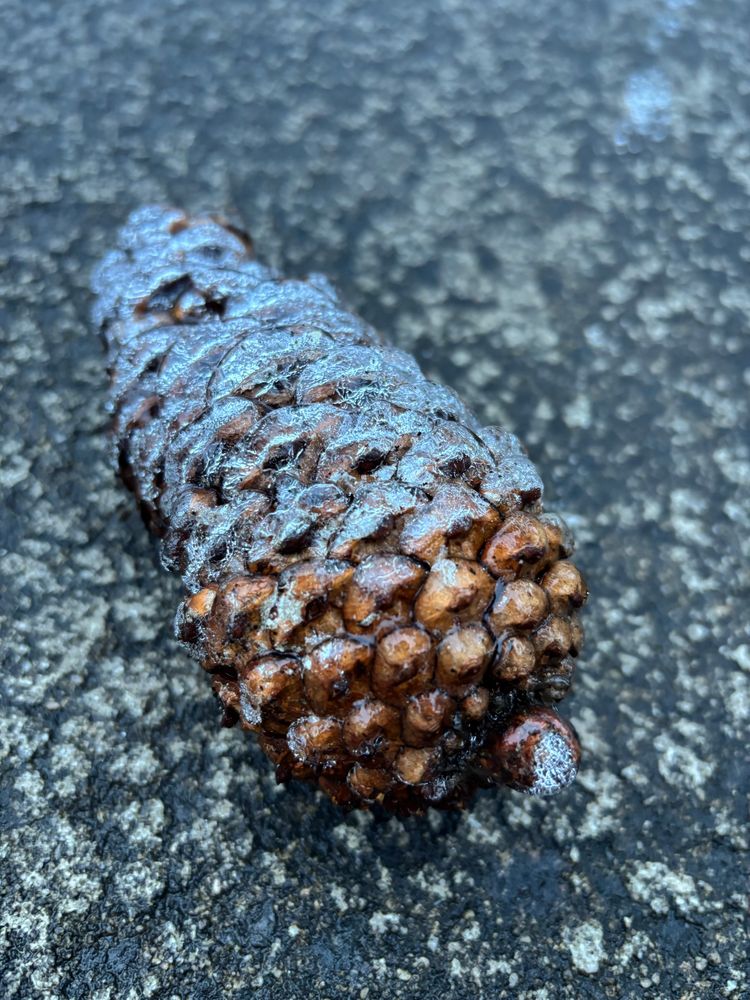 Frozen pinecone coated in ice