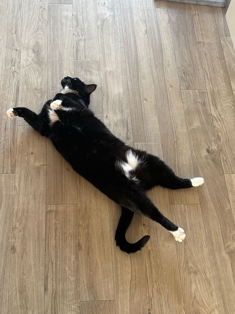 Coco the contortionist.