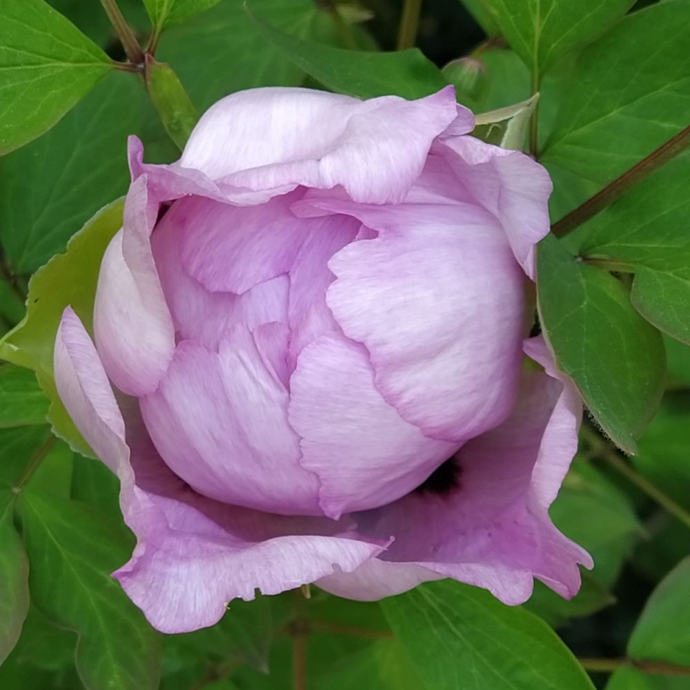 Pink peony blossom