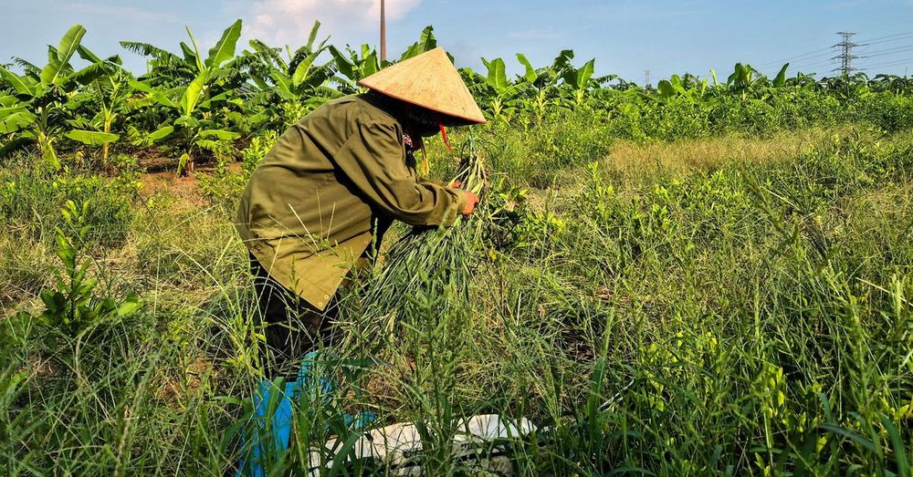 Vietnamese farmer Nguyen Thi Huong has slept poorly since authorities told her to vacate her farm for a Trump family-backed golf resort, offering just $3,200 and rice provisions in return.