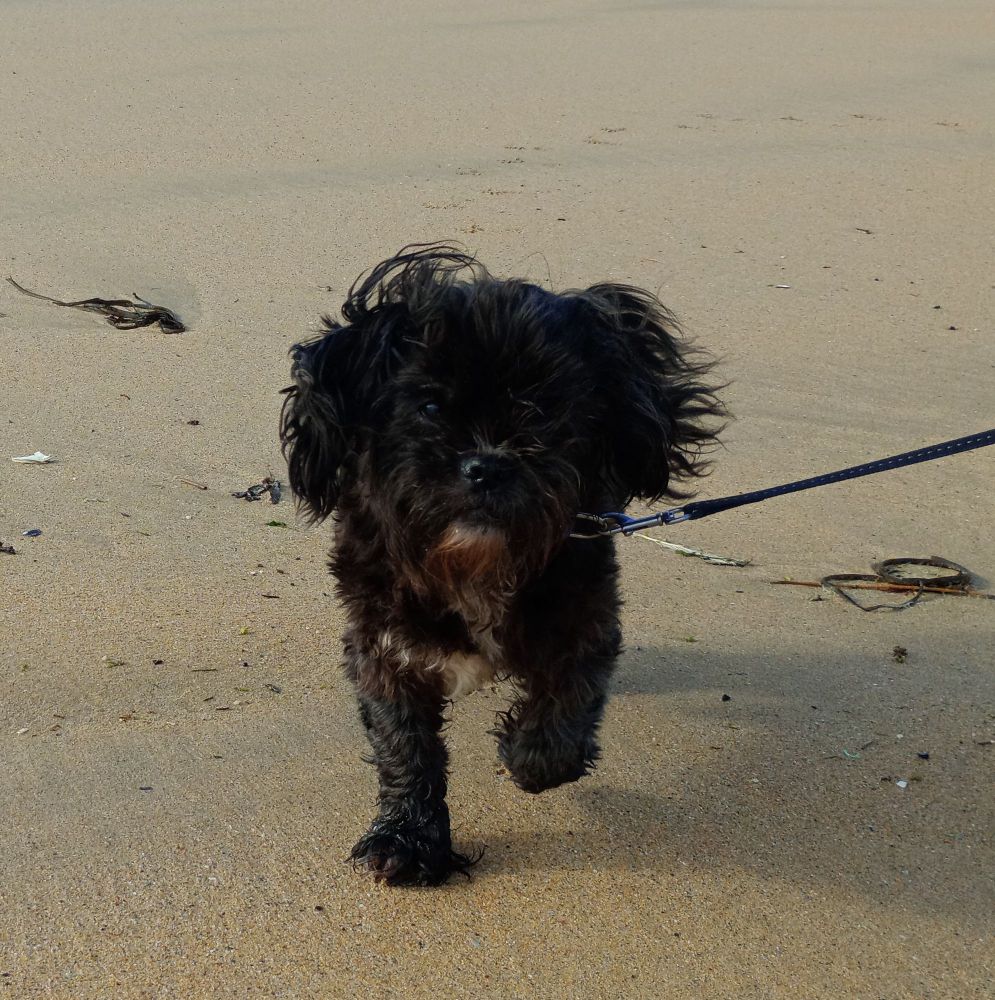 Small, black dog named Tip, on the beach.