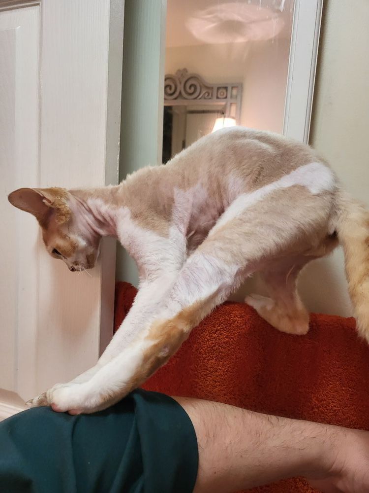 An orange and white Devon Rex cat balances on a towel rack and braces himself against my outstretched arm.