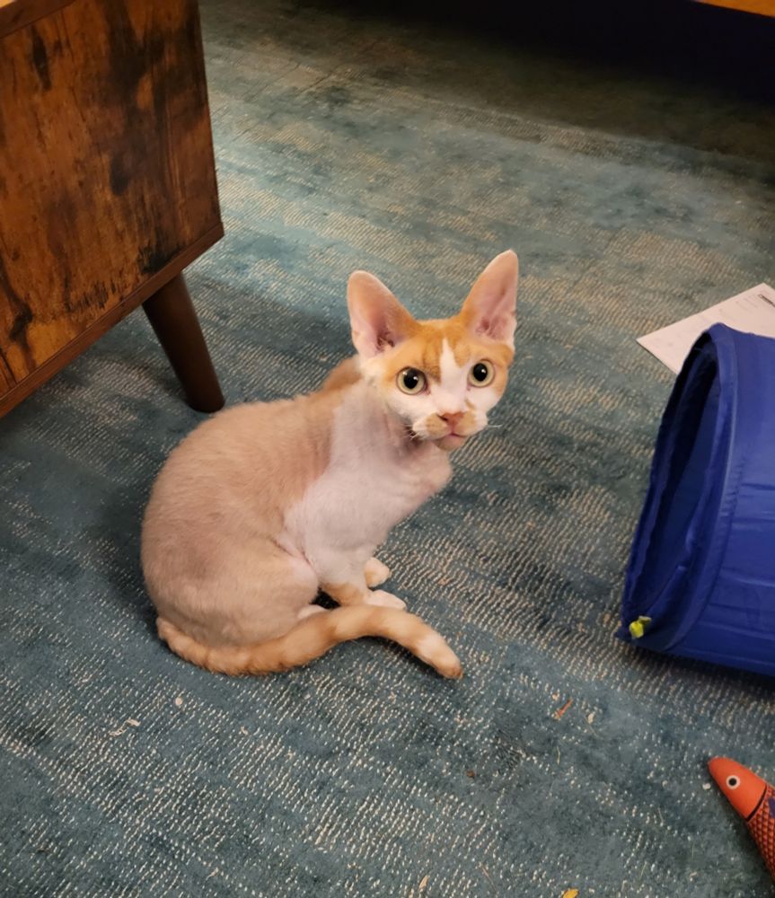 An orange and white Devon Rex cat sits on a blue carpet looking intently at me.