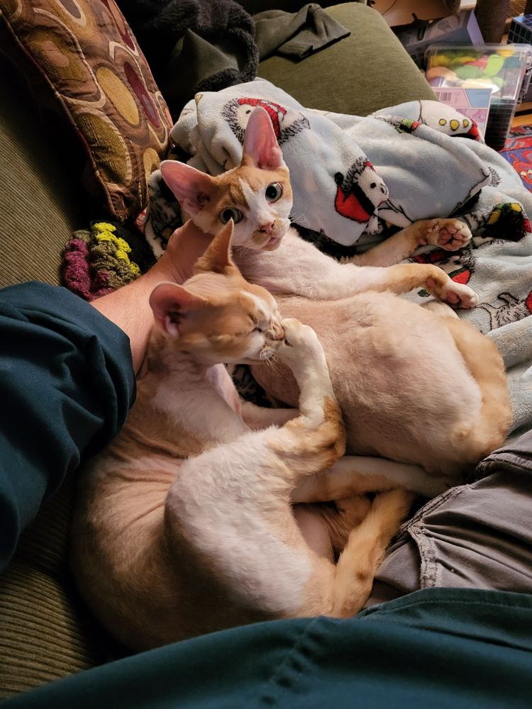 Two orange and white Devon Rex cats lying on a blanketed sofa leaning against each other. One cat has one of his toes in his mouth and the other is looking interestedly at us.