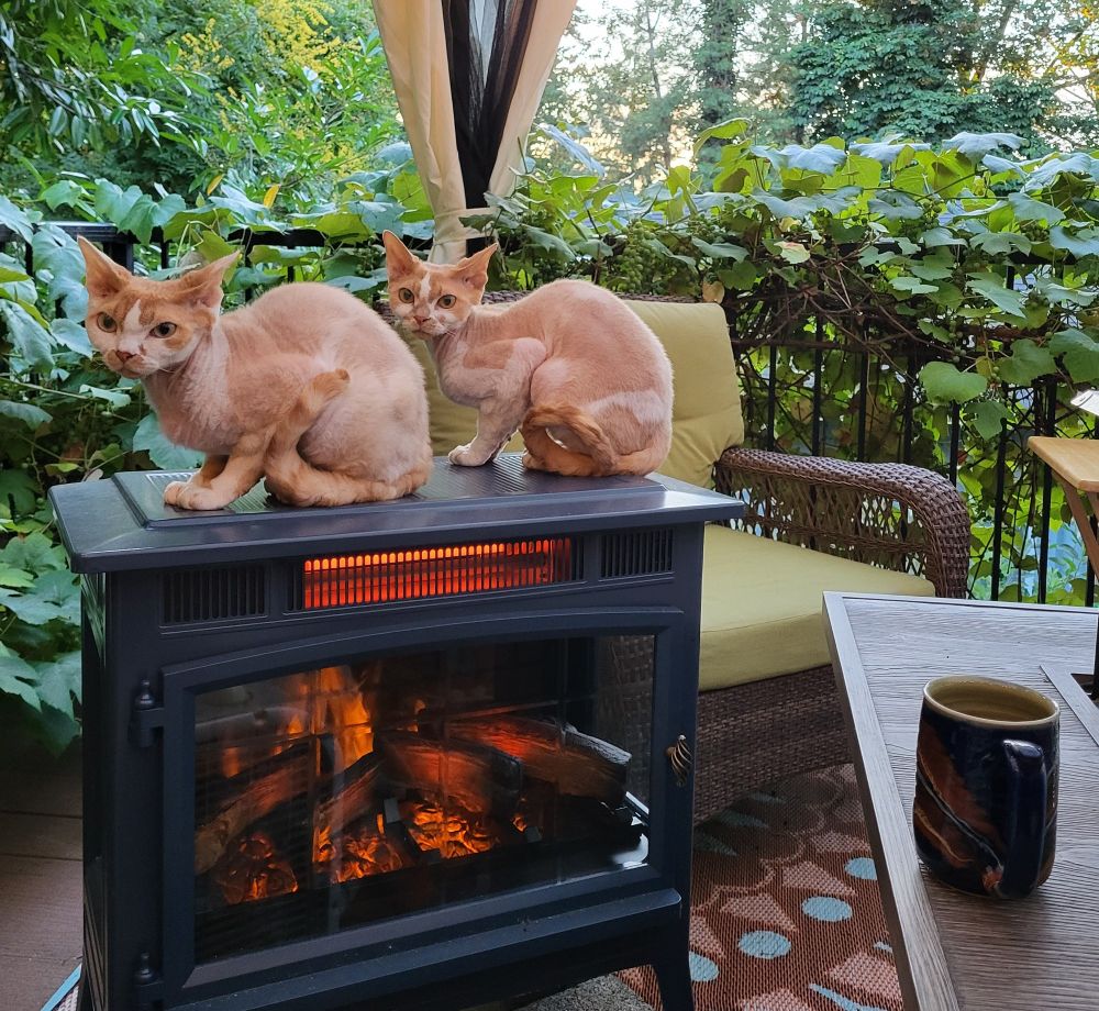 Two orange and white Devon Rex cats sit in an identical side-by-side fashion on an outdoor heater on a deck.