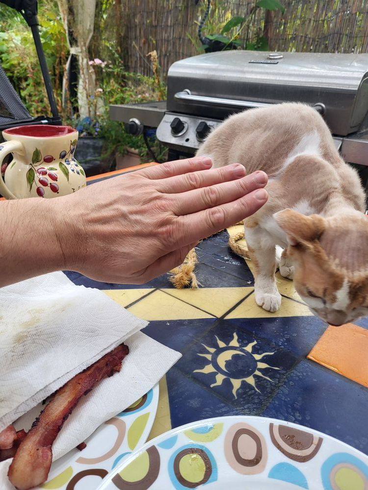I am shooing away an orange and white Devon Rex cat who just tried to walk away with a piece of bacon.