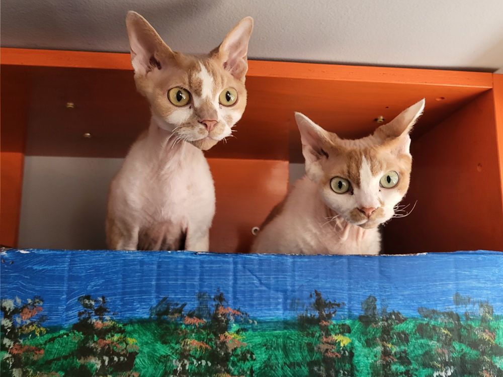 Two orange and white Devon Rex cats periscope their little heads out of their boxes with wide-eyed anticipation. 