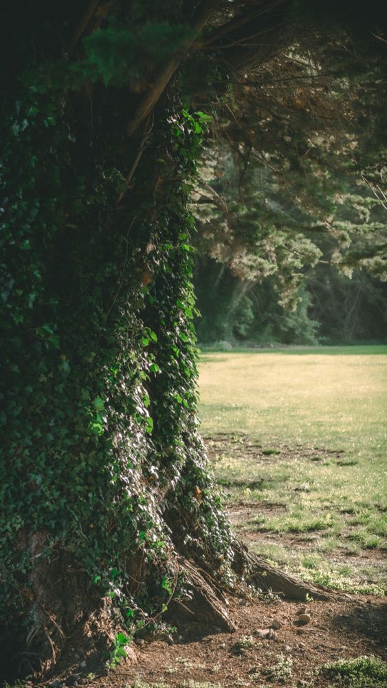 The picture shows a mighty oak tree which has been covered in Ivy over the many centuries and is stood in this beautiful rural part of Ireland. The tree itself is the entire left of the picture in a close up view with half of the total width of the main trunk shown with low hanging branches and foliage top of the picture which forms a natural arch from left to right. Our oak tree itself is dominant in the foreground with a lush green grass field behind it and a thick tree line in the far distance behind that. 