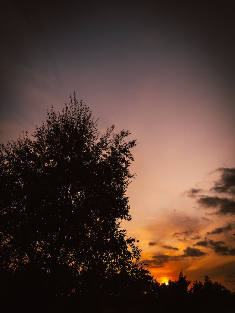 The photo shows a low hanging sunset above a tree line with a larger tree to the left of the frame of the picture. The sunset itself is made up of gorgeous reds, oranges yellows with golden hews dancing the suns  lights across and silhouette against the small amount of scattered cloud just above it.

The whole sky above is light and wispy with slight shades of red and pinks against the inky blackness of the trees. 