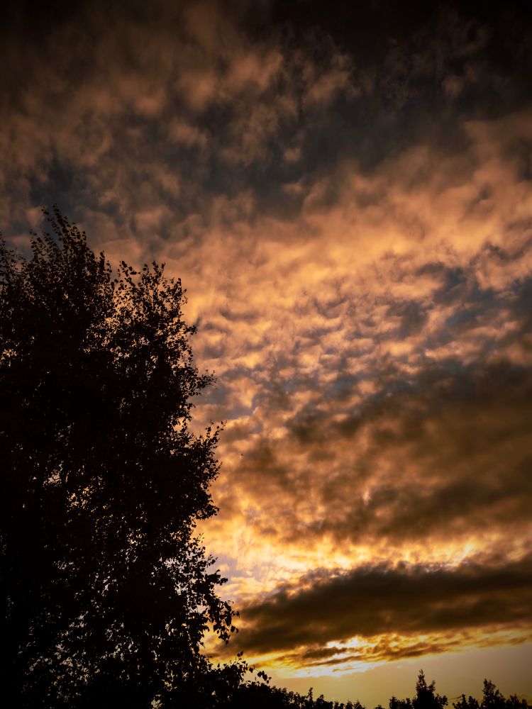 The picture shows fabulous blue/grey clouds with the setting sun behind. Everything is illuminated in a gorgeous orange and yellow colours. 

In the foreground there is a big tree on the left of the picture with a smaller tree line going to the right and to the end of the picture. That larger tree and the tree line is silhouetted against the colour and light of the sky above.