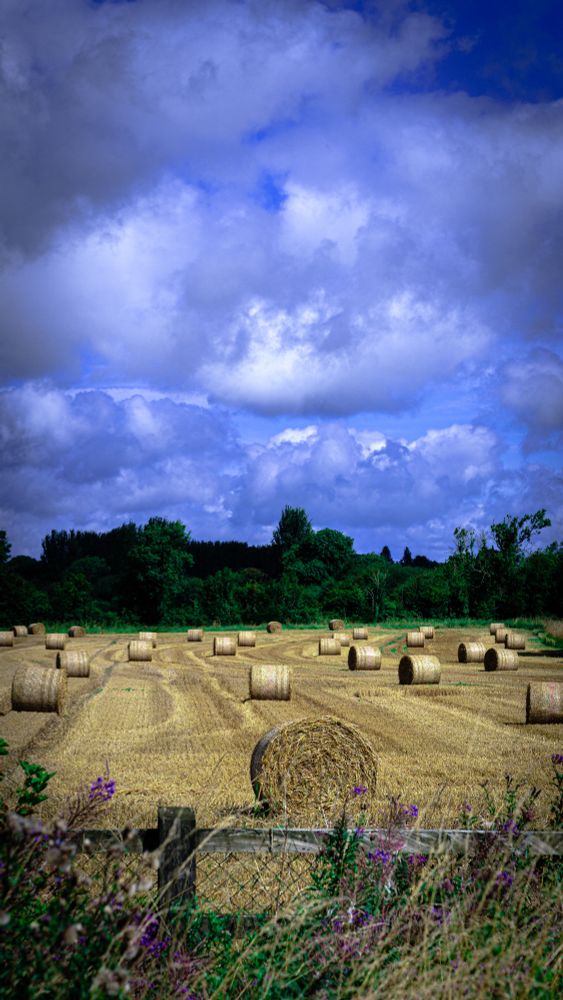 The picture shows a freshly harvest Wheatfield deep in the heart of rural Ireland. The field itself is a gorgeous golden colour with cylindrical hay bales dotted around ready to be collected. 

There is a deep green and lush tree line at the back of the field and in the foreground there is a wooden fence which has wildflowers and grasses growing against it.

Above the scene, there is a deep blue and mottled cloud sky and the whole picture is bathed in warm sunlight. This picture was taken yesterday Sunday morning.