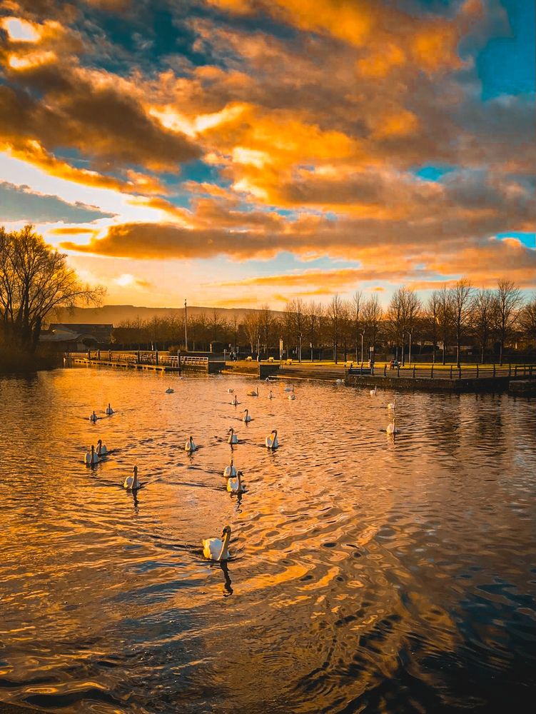 The picture shows a river with swans swimming towards the viewer. In the distance we see the river bank with a line of trees. Behind those are a line of house and behind that is a range of hills. The whole picture is bathed in a late afternoon/early evening sunset. That golden hew is reflecting off the river surface and the clouds above. The sky is a mixture of grey and golden reflective colours bouncing off those clouds which are random and fluffy. The sky behind those is a blend of light and dark blue. 