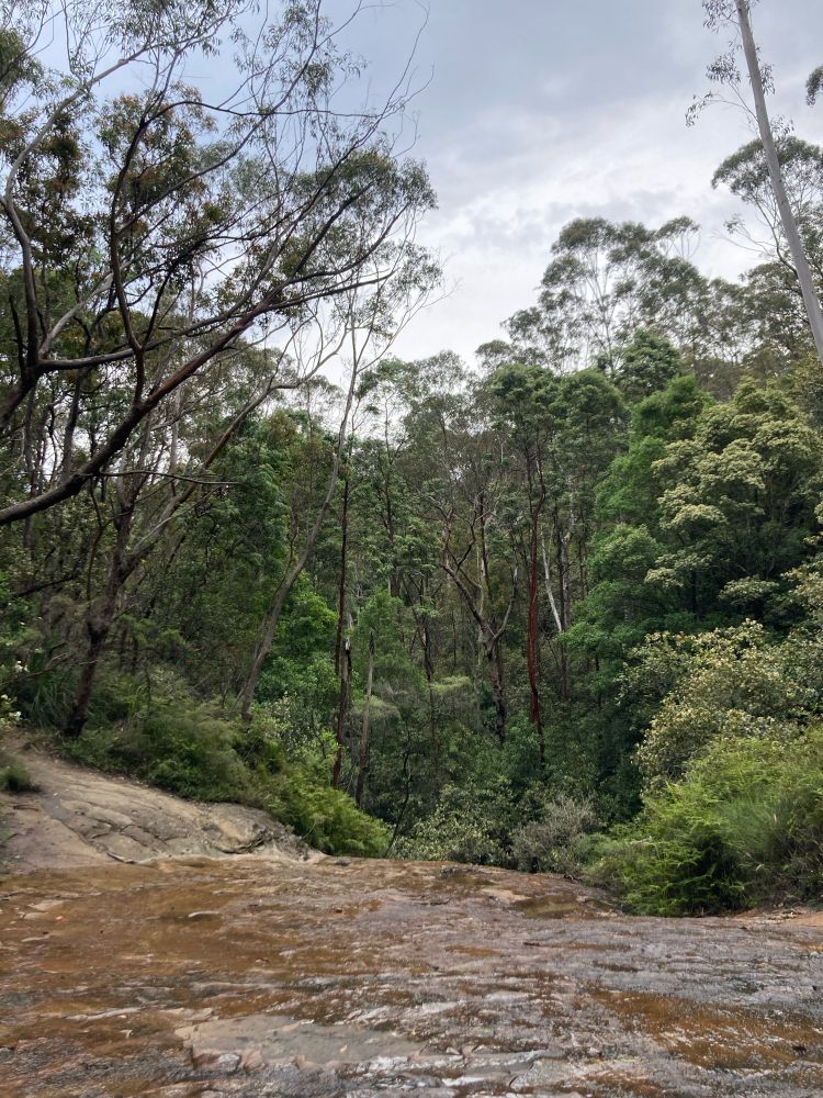 A view out across a rock shelf to some forest in the blue mountains west of Sydney.