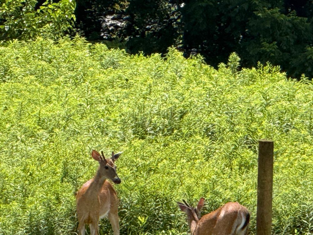 Two young whitetail deer bucks in a field by a fence post. 