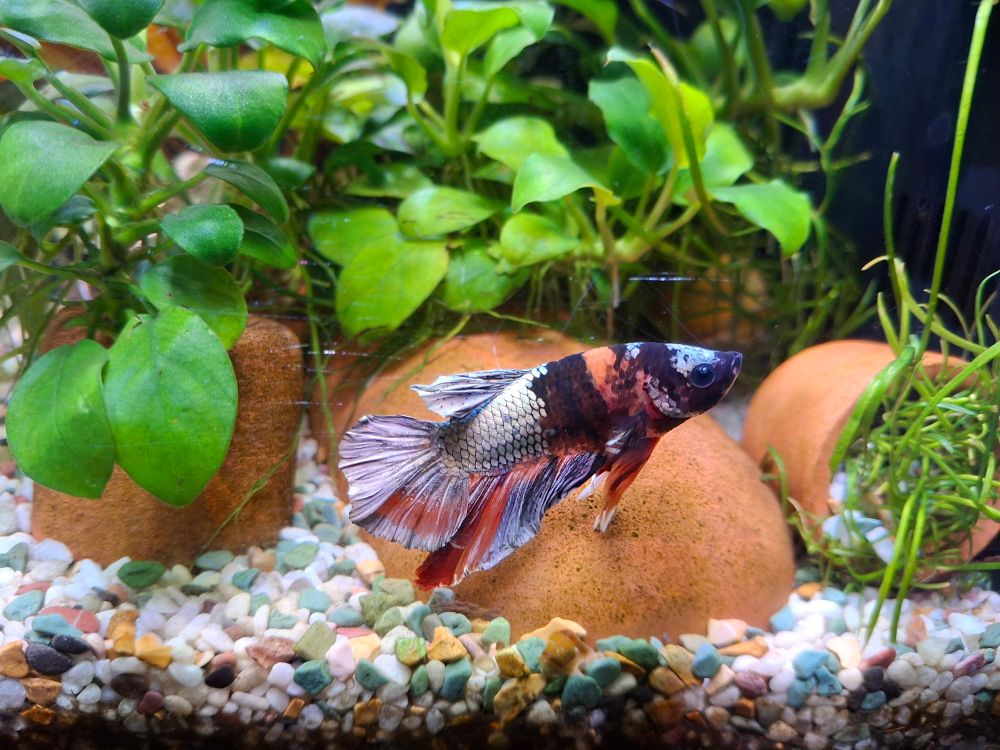 Male (Candy Koi) plakat with metallic/pink bronze and metallic blue/pink, red, orange, white, purple and dark burgandy.