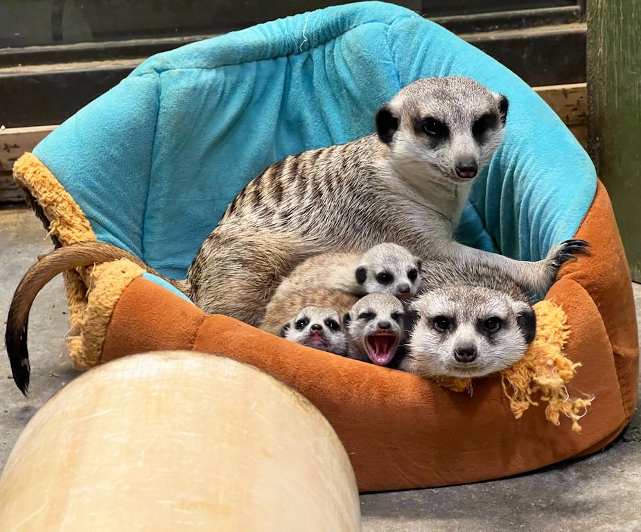 A family of five meerkats - including three newborns - lay in a basket together.