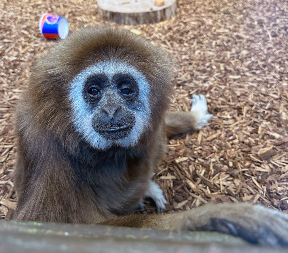 A male white-handed gibbon sits on the ground while leaning on a window sill in a zoo habitat.