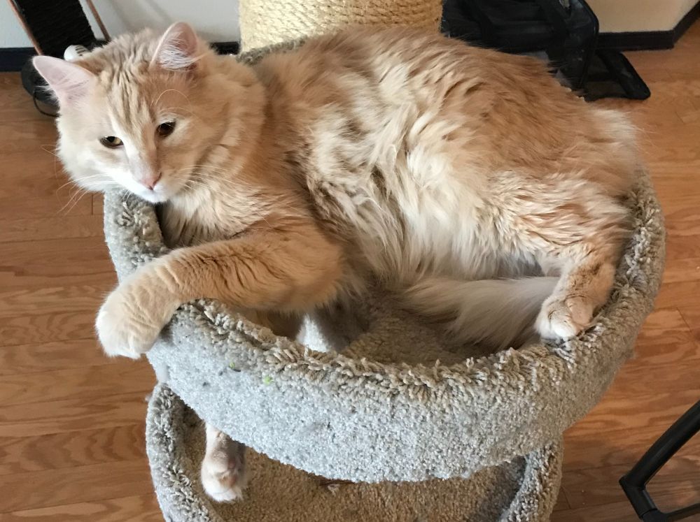 A large, long-haired buff tabby with amber eyes lying in the crow's nest of a beige kitty tree, his front right paw dangling through a hole that he recently climbed up through.