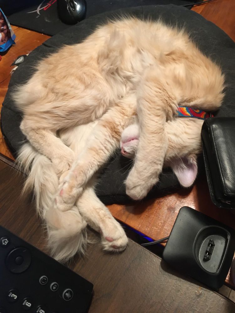 A very large buff tabby with limbs askew curled up on a heated kitty bed.
