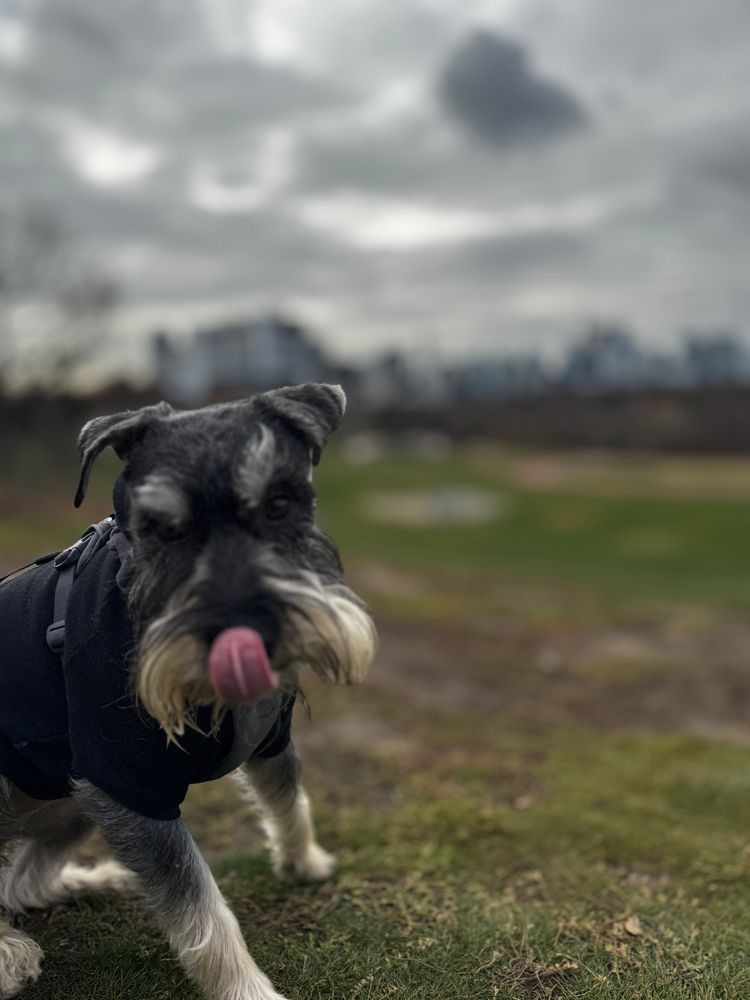 Chunks licking his nose in riverdale park east 
