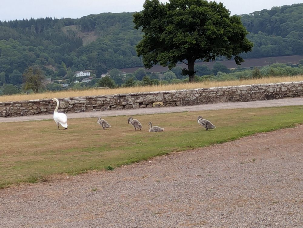 4 cygnets following mum across the lawn.