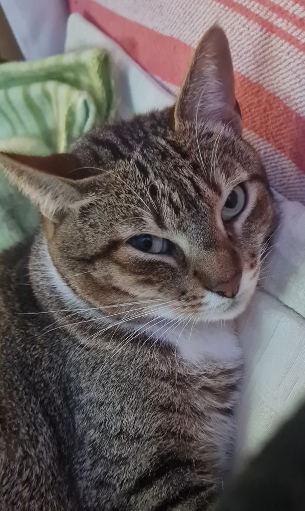 Gata Neneza, tigrada com queixo branco e olhos verdes, me olhando com cara de putaça 