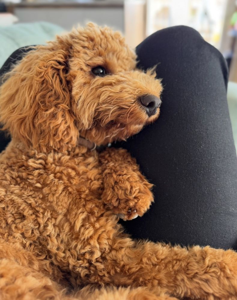 Apricot coated mini poodle curled up on lap. Eyes open