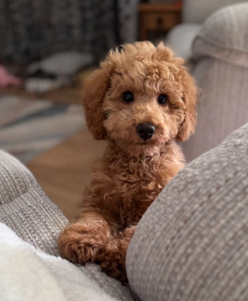 Apricot coated mini poodle, standing against couch with front paws up on couch. Staring.