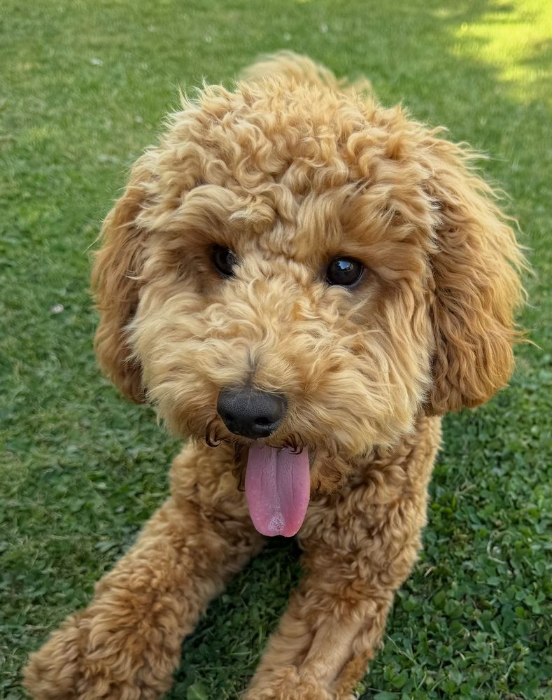 Apricot coated mini poodle with tongue sticking out