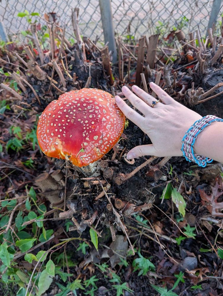 putting my hand next to a fly amanita mushroom that is larger than my hand