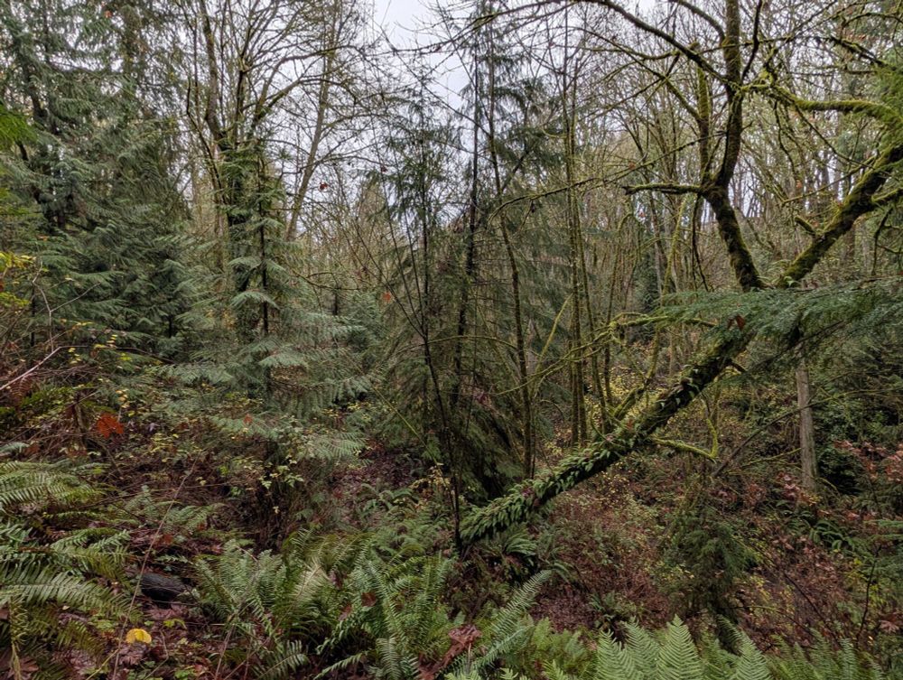 photo of a forest on a cloudy day, very green despite the season due to pine trees, ferns, and moss