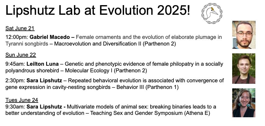 Lipshutz Lab at Evolution 2025!

Sat June 21
12:00pm: Gabriel Macedo – Female ornaments and the evolution of elaborate plumage in Tyranni songbirds – Macroevolution and Diversification II (Parthenon 2)

Sun June 22
9:45am: Leilton Luna – Genetic and phenotypic evidence of female philopatry in a socially polyandrous shorebird – Molecular Ecology I (Parthenon 2)

2:30pm: Sara Lipshutz – Repeated behavioral evolution is associated with convergence of gene expression in cavity-nesting songbirds – Behavior III (Parthenon 1)

Tues June 24
9:30am: Sara Lipshutz - Multivariate models of animal sex: breaking binaries leads to a better understanding of evolution – Teaching Sex and Gender Symposium (Athena E)

